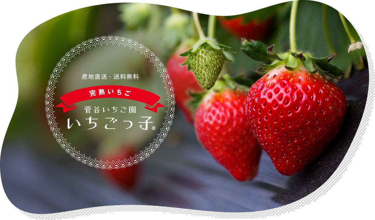 いちご特集